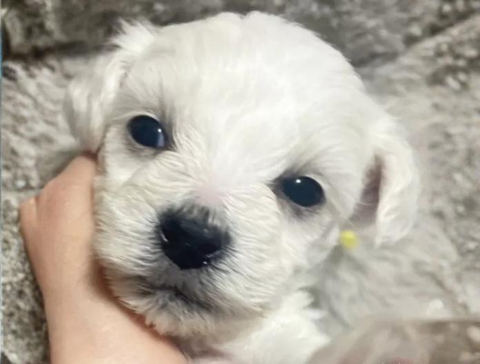 ビションフリーゼ(東京都・男の子・2025/11/12・ホワイト)の子犬情報! | 橋浦 菜つ美ブリーダー(924)