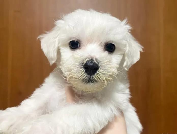 ビションフリーゼ(東京都・男の子・2025/11/12・ホワイト)の子犬情報! | 橋浦 菜つ美ブリーダー(924)