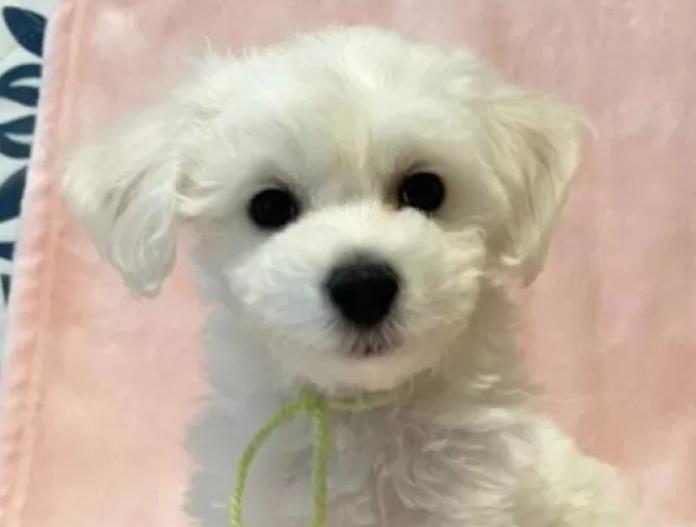 ビションフリーゼ(東京都・男の子・2025/11/12・ホワイト)の子犬情報! | 橋浦 菜つ美ブリーダー(924)