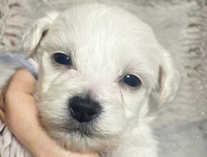 ビションフリーゼ(東京都・男の子・2025/11/12・ホワイト)の子犬情報! | 橋浦 菜つ美ブリーダー(925)