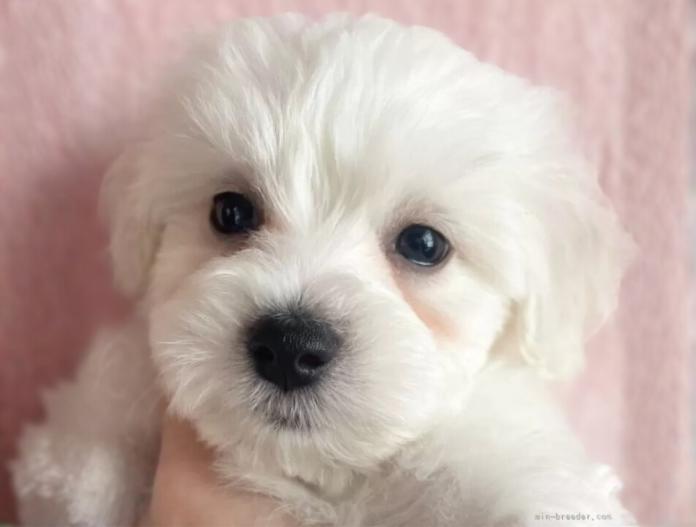 ビションフリーゼ(東京都・男の子・2025/11/12・ホワイト)の子犬情報! | 橋浦 菜つ美ブリーダー(925)