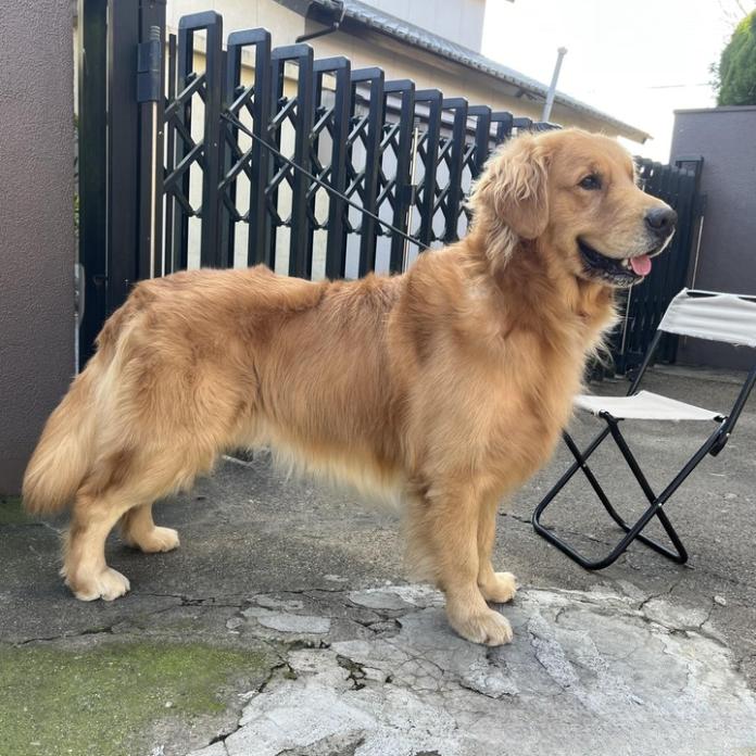 犬のプロフィール画像