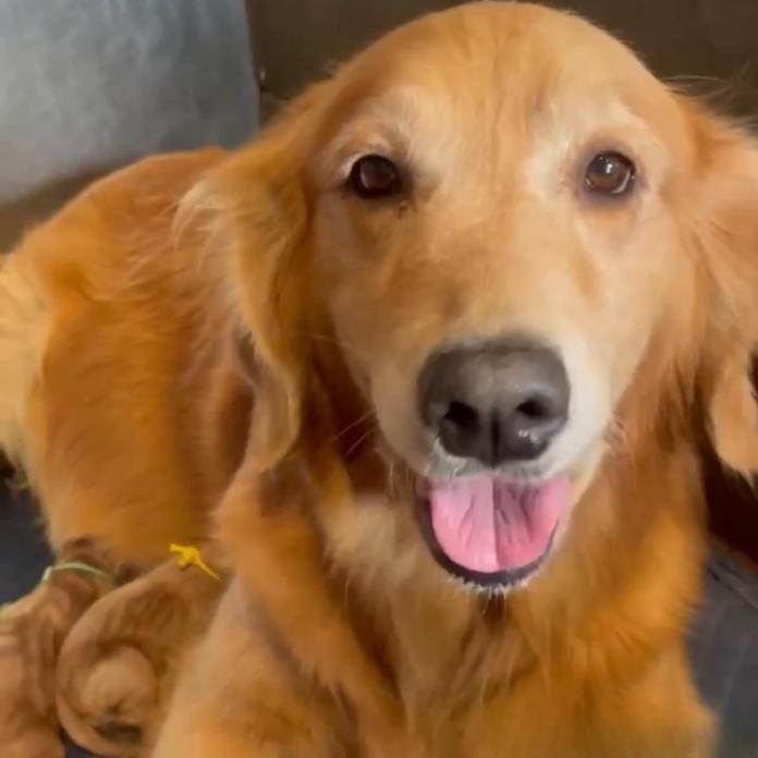 犬のプロフィール画像