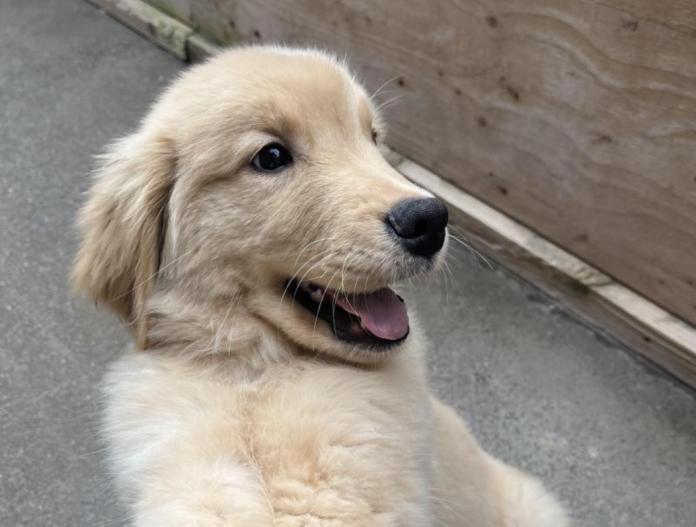 ゴールデンレトリバー(千葉県・男の子・2025/09/08・ゴールド)の子犬情報! | 神永 勇士ブリーダー(1002)