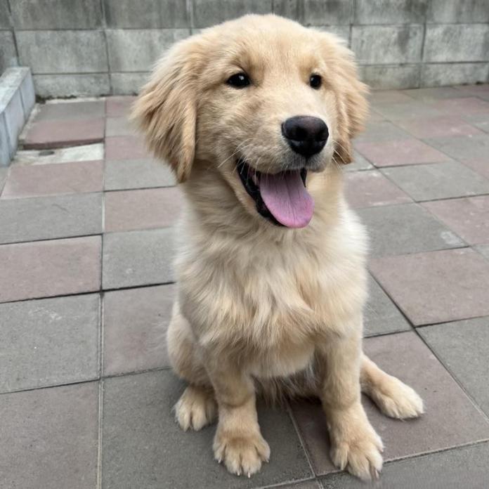 ゴールデンレトリバー(千葉県・男の子・2025/09/08・ゴールド)の子犬情報! | 神永 勇士ブリーダー(1002)