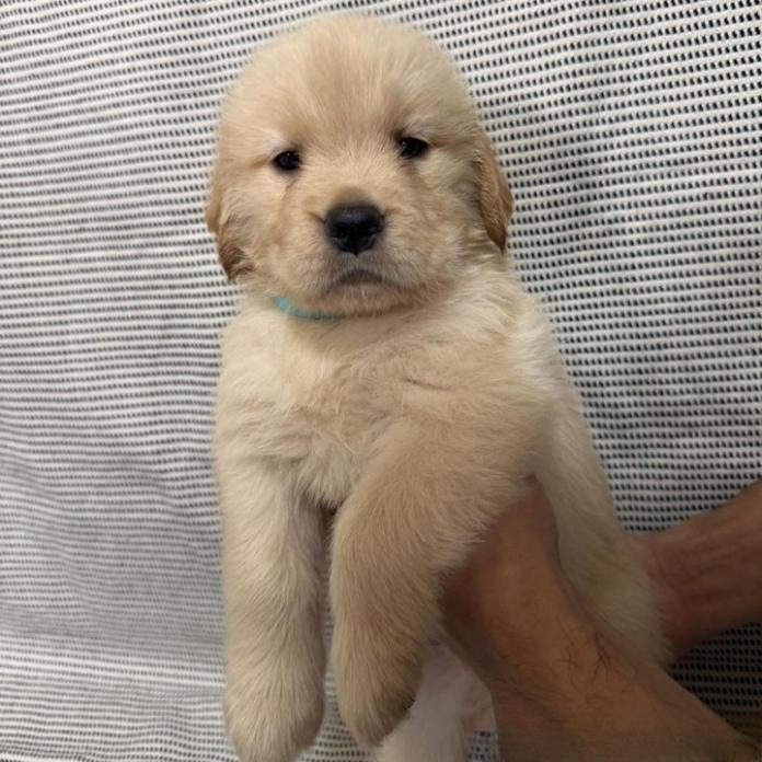 ゴールデンレトリバー(千葉県・男の子・2026/05/18・ゴールド)の子犬情報! | 神永 勇士ブリーダー(1564)
