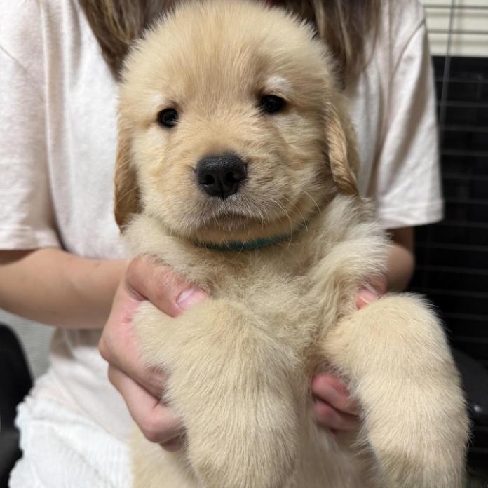 ゴールデンレトリバー(1564)の子犬情報