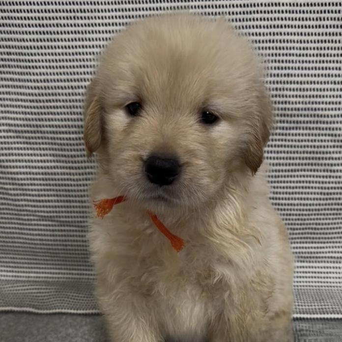 ゴールデンレトリバー(千葉県・男の子・2026/05/18・ゴールド)の子犬情報! | 神永 勇士ブリーダー(1565)