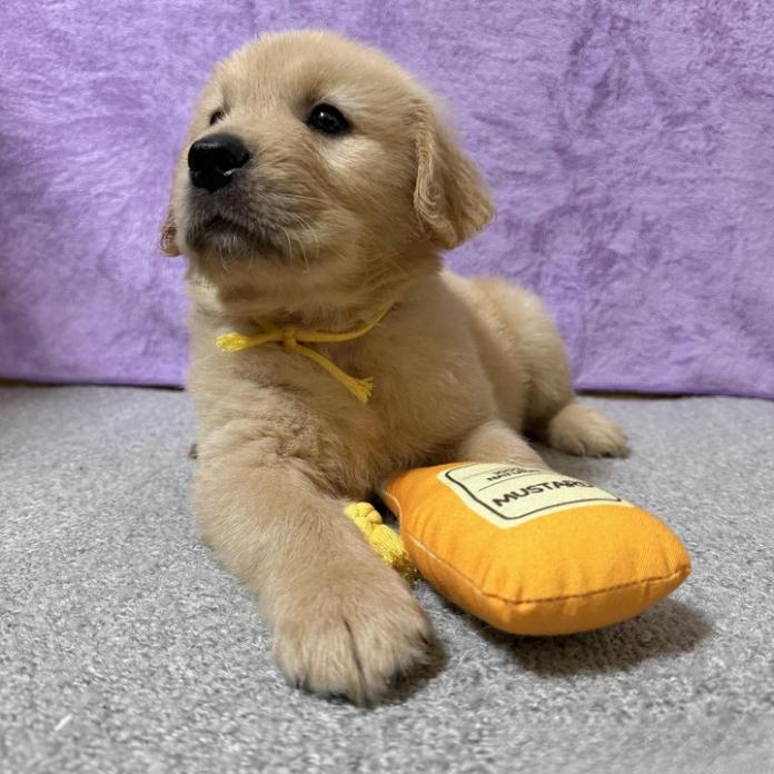 ゴールデンレトリバー(1694)の子犬情報