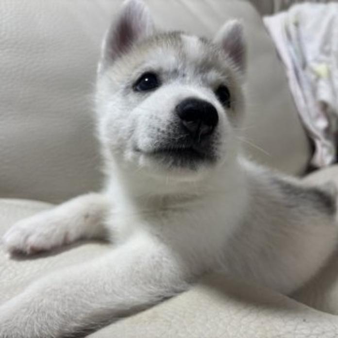 シベリアンハスキー(1760)の子犬情報