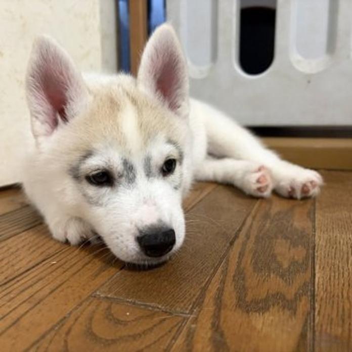 シベリアンハスキー(1760)の子犬情報
