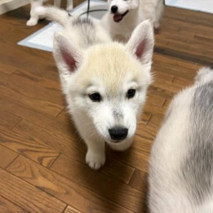 シベリアンハスキー(1773)の子犬情報