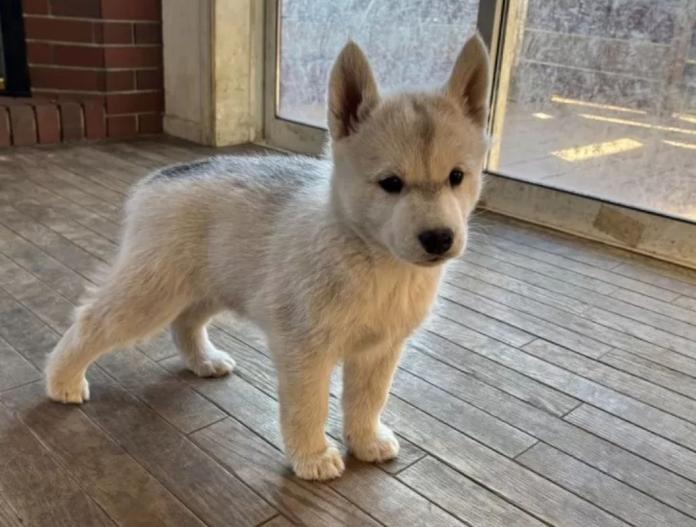 シベリアンハスキー(埼玉県・女の子・2024/12/27・シルバー&ホワイト)の子犬情報! | 小栗 剛ブリーダー(906)