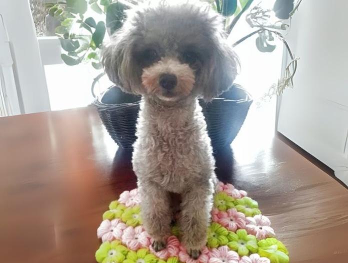 犬のプロフィール画像