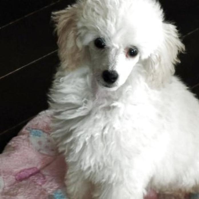 トイプードル(1523)の子犬情報