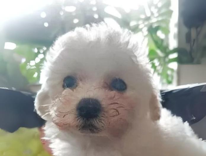 犬のプロフィール画像