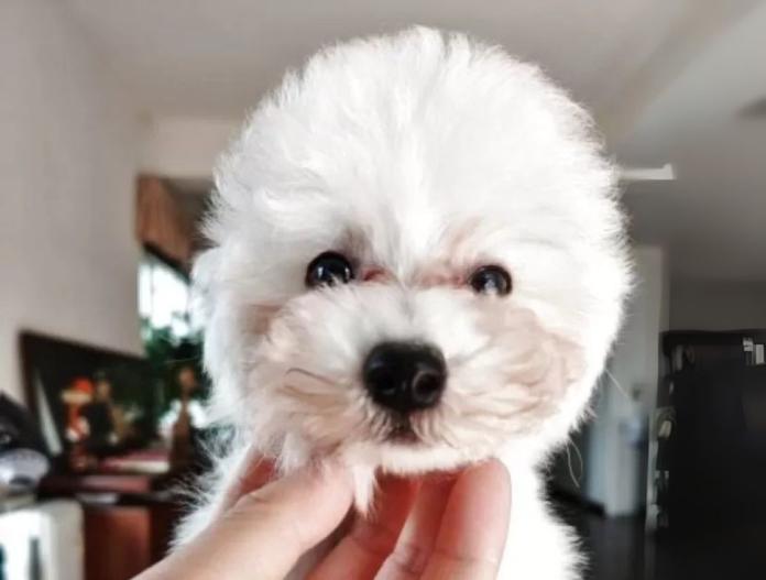 犬のプロフィール画像
