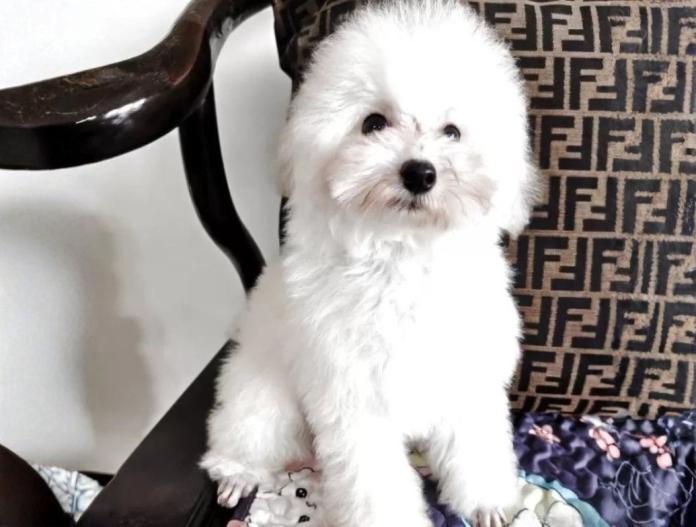 犬のプロフィール画像