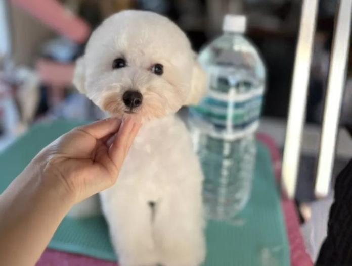 トイプードル(千葉県・男の子・2025/06/11・ホワイト)の子犬情報! | 松尾 ゆう子ブリーダー(534)