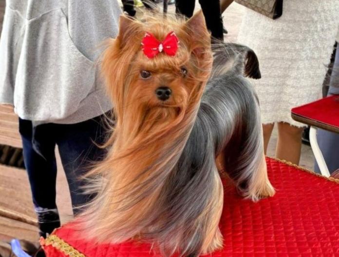 親犬のプロフィール画像