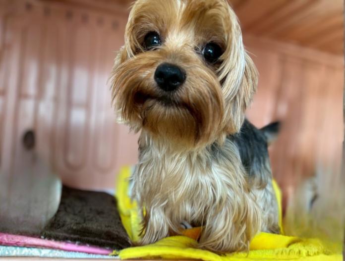 親犬のプロフィール画像