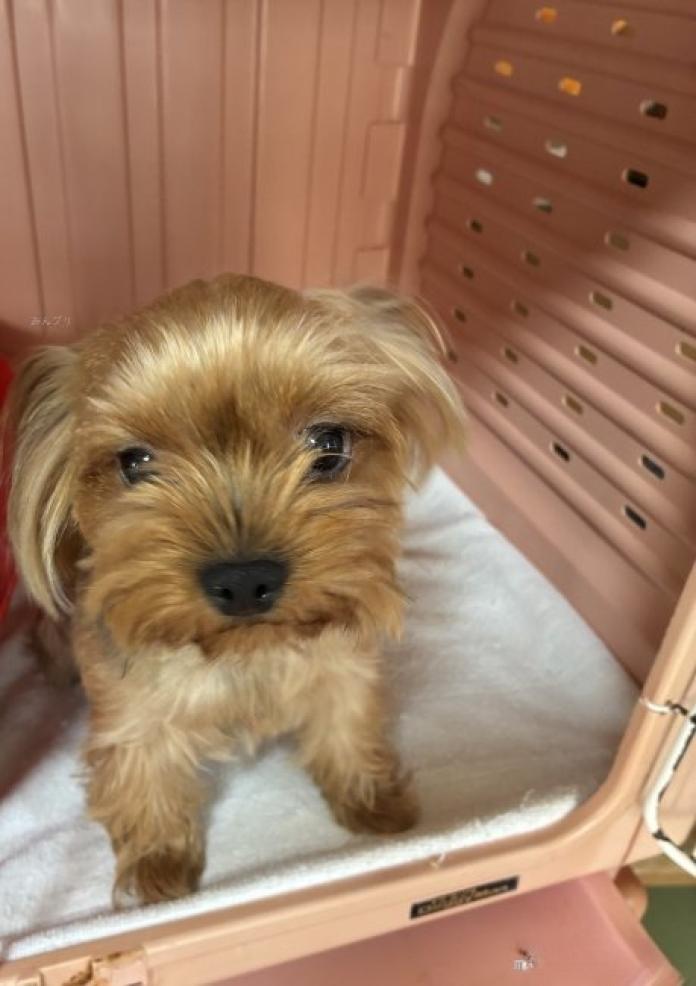 犬のプロフィール画像