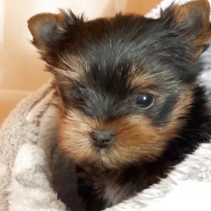 ヨークシャーテリア(東京都・女の子・2025/11/30・ダークスチールブルー&タン)の子犬情報! | 鈴木 栄子ブリーダー(1063)