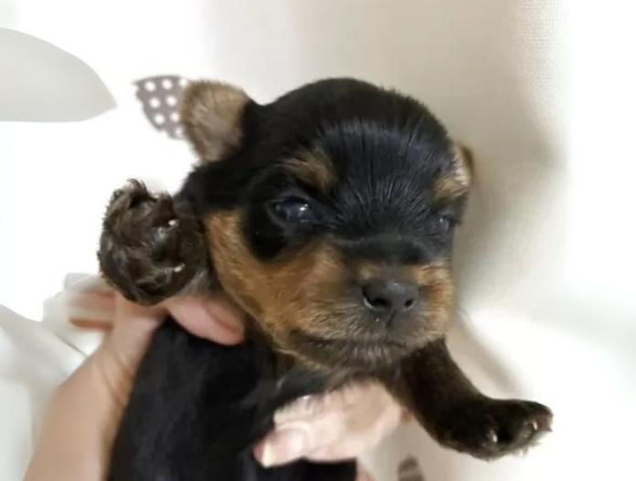 犬のプロフィール画像