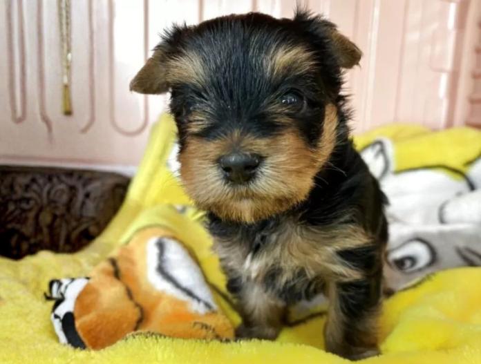 犬のプロフィール画像