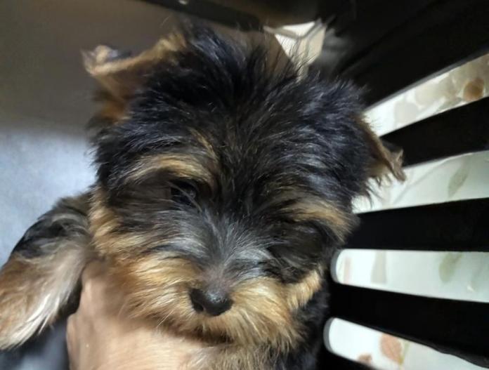 ヨークシャーテリア(東京都・女の子・2025/09/27・スチールブルー&タン)の子犬情報! | 鈴木 栄子ブリーダー(755)