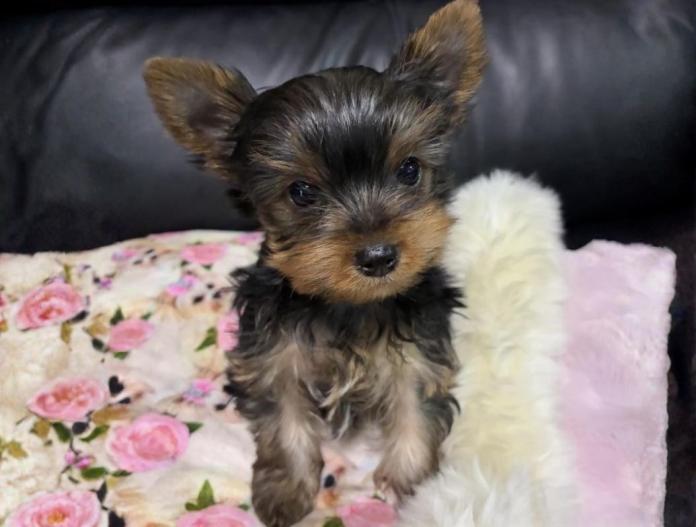 ヨークシャーテリア(東京都・女の子・2025/10/12・スチールブルー&タン)の子犬情報! | 鈴木 栄子ブリーダー(850)