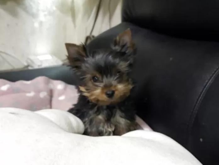 ヨークシャーテリア(東京都・女の子・2025/10/12・スチールブルー&タン)の子犬情報! | 鈴木 栄子ブリーダー(929)