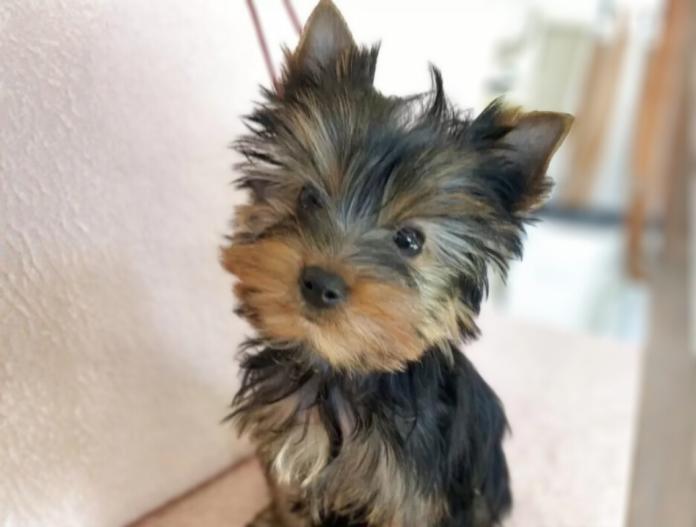 ヨークシャーテリア(東京都・女の子・2025/10/12・スチールブルー&タン)の子犬情報! | 鈴木 栄子ブリーダー(929)