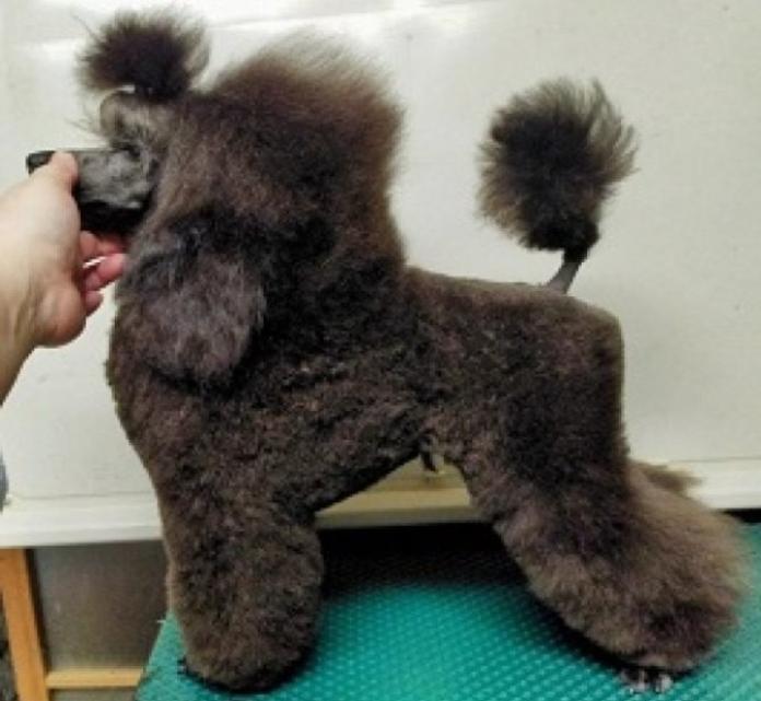 犬のプロフィール画像