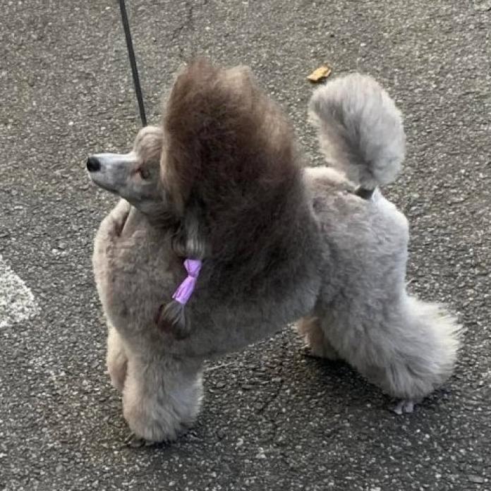 犬のプロフィール画像