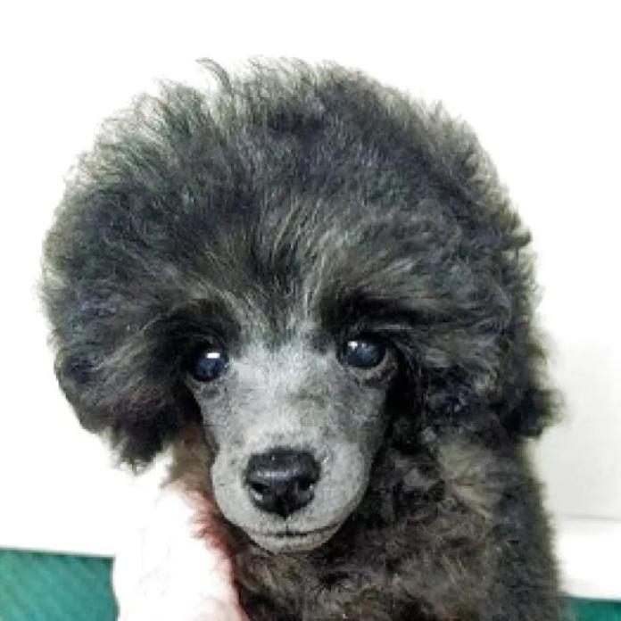 トイプードル(埼玉県・男の子・2025/10/13・グレー(ブルー))の子犬情報! | 辻 明子ブリーダー(1070)