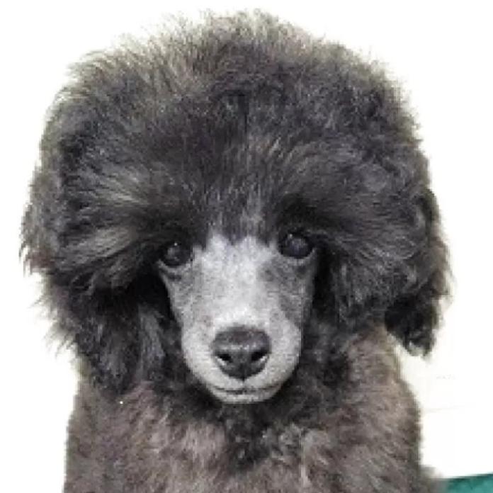 トイプードル(埼玉県・男の子・2025/10/13・グレー(ブルー))の子犬情報! | 辻 明子ブリーダー(1070)