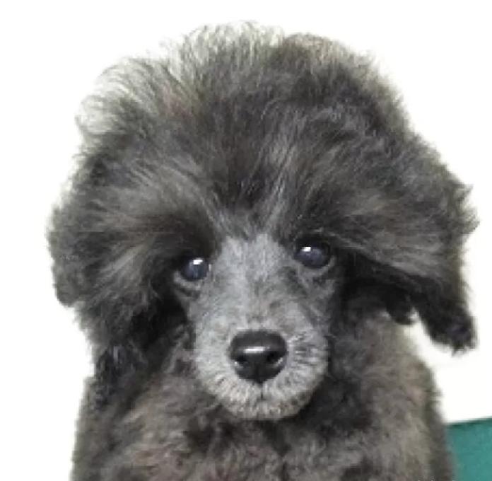 トイプードル(埼玉県・男の子・2025/10/13・グレー(ブルー))の子犬情報! | 辻 明子ブリーダー(1070)