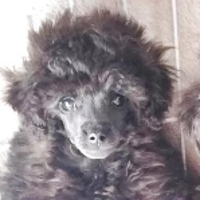 トイプードル(埼玉県・女の子・2025/11/28・グレー(ブルー))の子犬情報! | 辻 明子ブリーダー(1138)