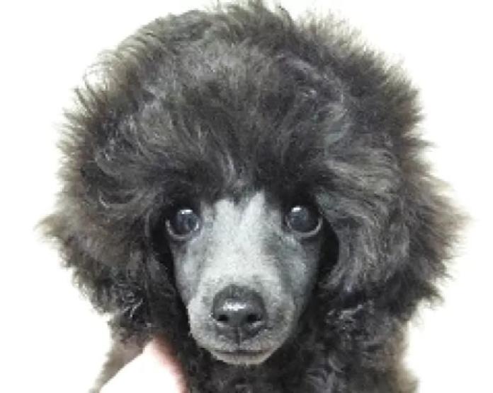 トイプードル(埼玉県・女の子・2025/11/28・グレー(ブルー))の子犬情報! | 辻 明子ブリーダー(1138)