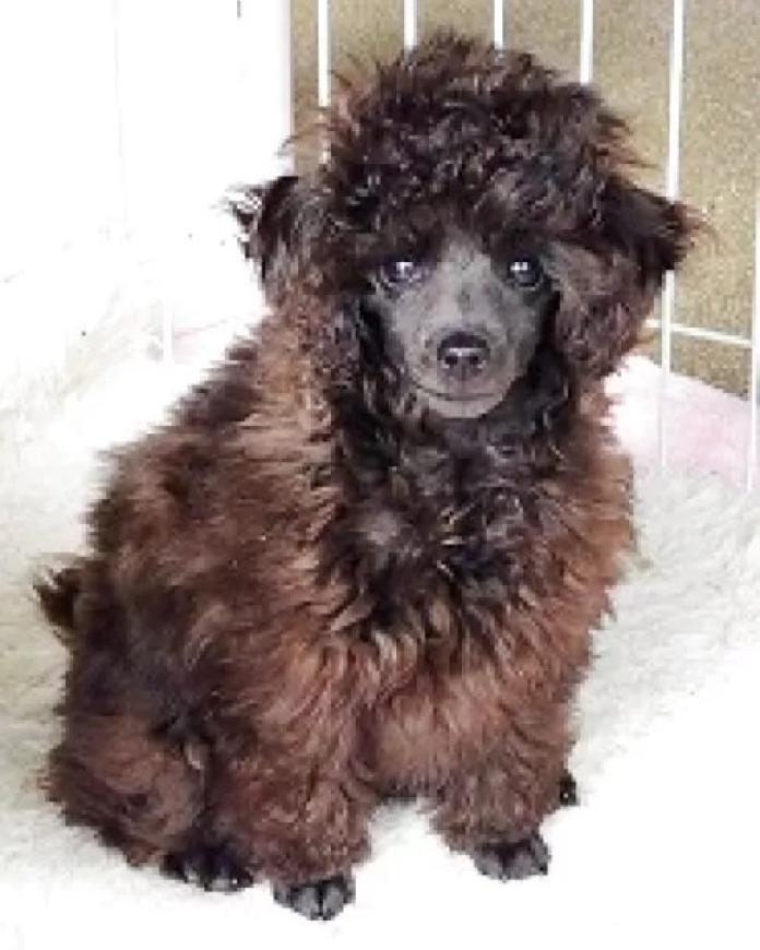 トイプードル(埼玉県・女の子・2025/11/28・グレー(ブルー))の子犬情報! | 辻 明子ブリーダー(1138)