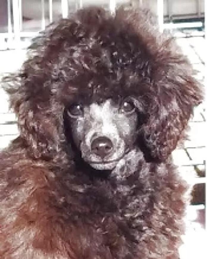 トイプードル(埼玉県・女の子・2025/11/28・グレー(ブルー))の子犬情報! | 辻 明子ブリーダー(1138)