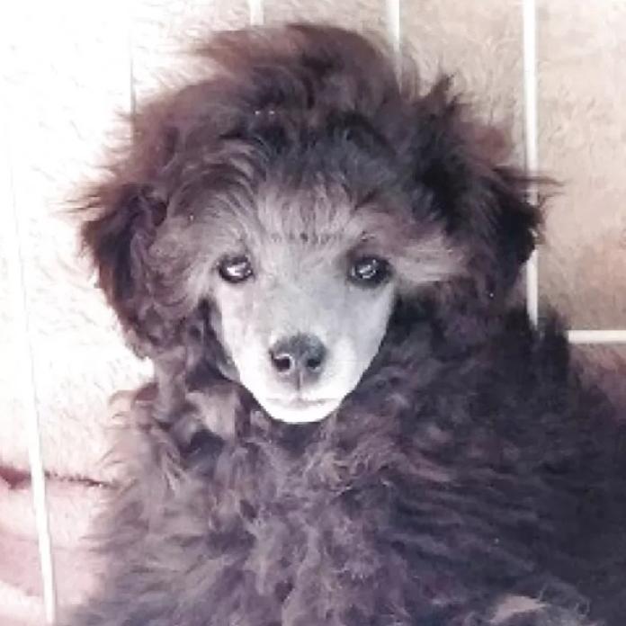 トイプードル(埼玉県・男の子・2025/11/28・グレー(シルバー))の子犬情報! | 辻 明子ブリーダー(1139)