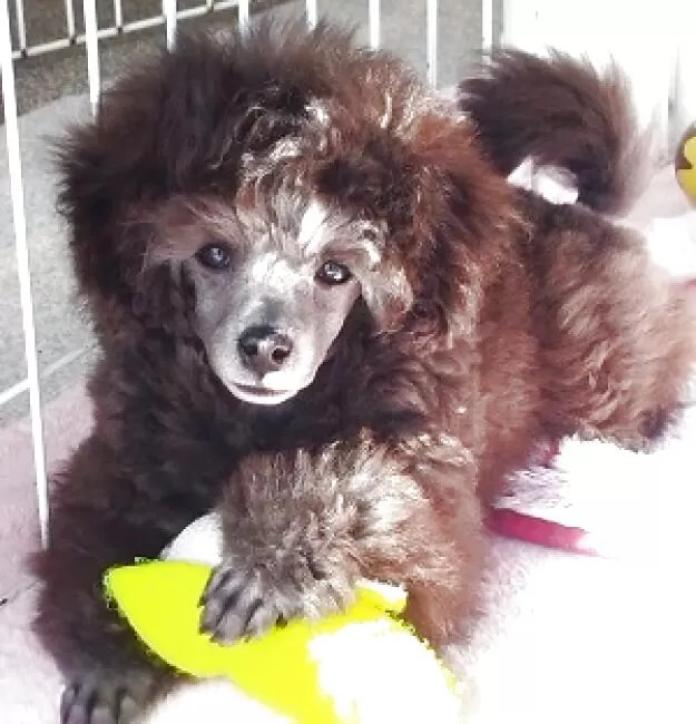 トイプードル(埼玉県・男の子・2025/11/28・グレー(シルバー))の子犬情報! | 辻 明子ブリーダー(1139)