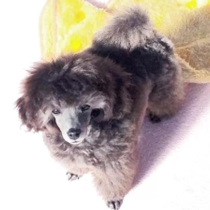 トイプードル(埼玉県・男の子・2025/11/28・グレー(シルバー))の子犬情報! | 辻 明子ブリーダー(1139)