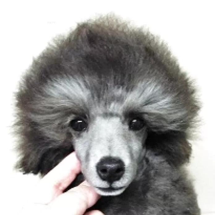 トイプードル(埼玉県・男の子・2025/11/28・グレー(シルバー))の子犬情報! | 辻 明子ブリーダー(1139)