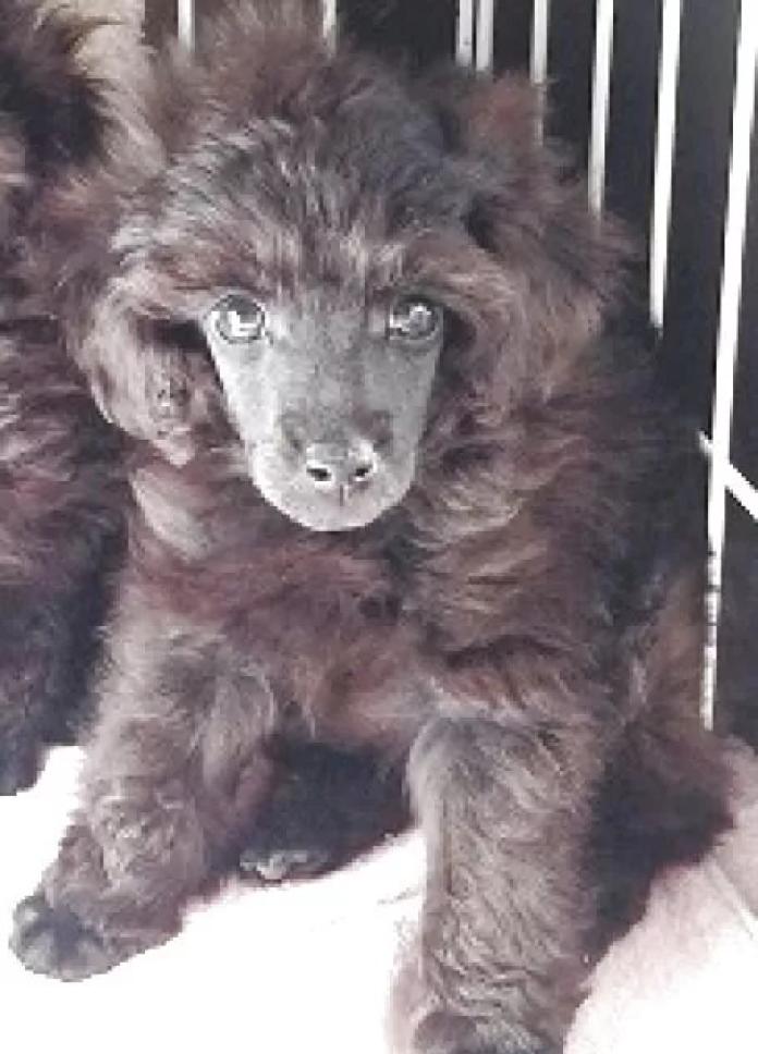 トイプードル(埼玉県・男の子・2025/11/28・グレー(ブルー))の子犬情報! | 辻 明子ブリーダー(1140)