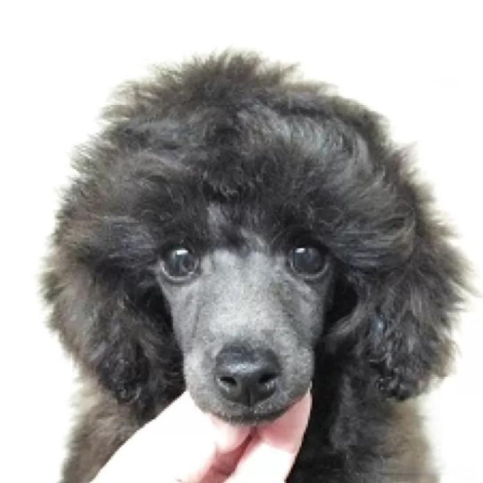 トイプードル(埼玉県・男の子・2025/11/28・グレー(ブルー))の子犬情報! | 辻 明子ブリーダー(1140)