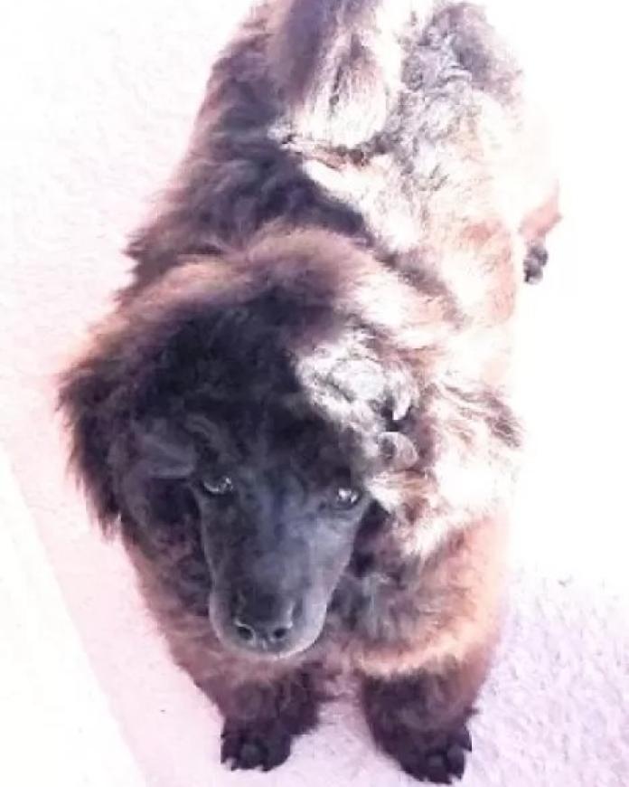 トイプードル(埼玉県・男の子・2025/11/28・グレー(ブルー))の子犬情報! | 辻 明子ブリーダー(1140)