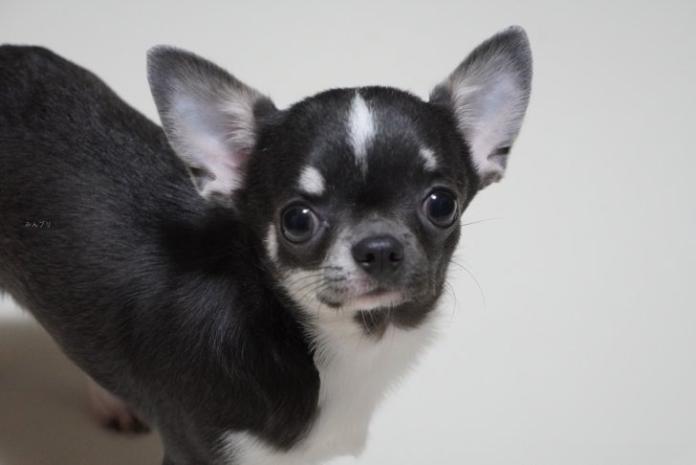 犬のプロフィール画像
